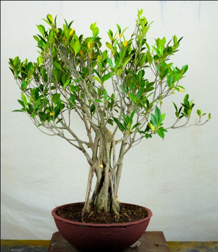 Chinese Banyan